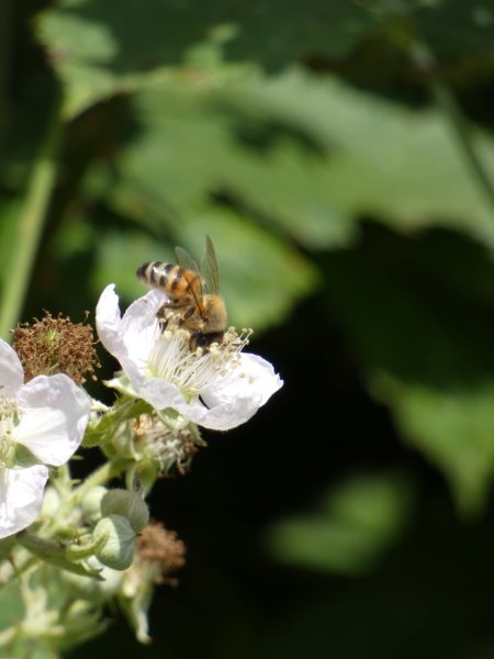 l'ABEILLE et le nectar. MÉLODIE LE GOFF